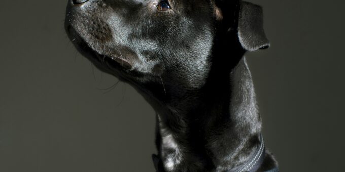 Are Dog Harnesses Better Than Collars? Here’s What Vets Say