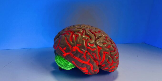 My Blue is Your Blue: Understanding the Universal Processing of Colors in the Human Brain