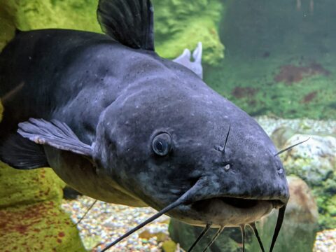 Invasive Flathead Catfish: The New Apex Predators of the Susquehanna River