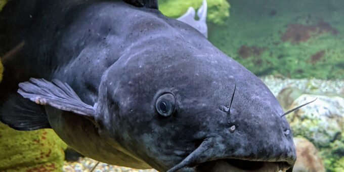 Invasive Flathead Catfish: The New Apex Predators of the Susquehanna River