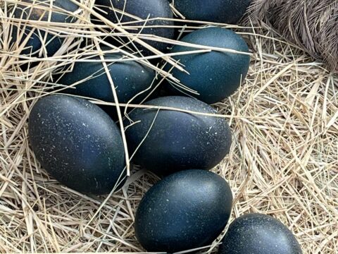 The Mystery of the Deep: Shocking Secrets Revealed by Black Eggs Found 20,000 Feet Deep in the Pacific