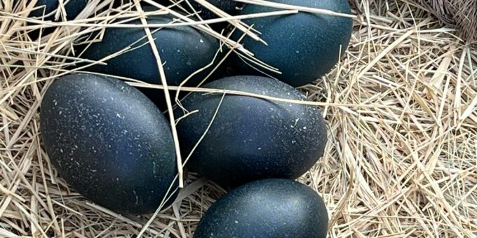 The Mystery of the Deep: Shocking Secrets Revealed by Black Eggs Found 20,000 Feet Deep in the Pacific