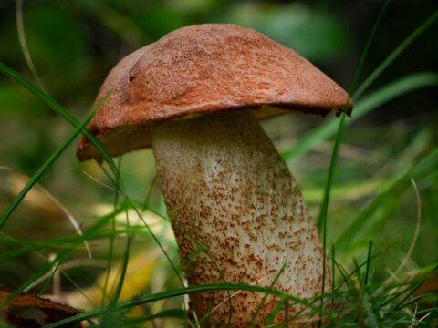 A Grim Reality: Australian Woman Sentenced to Life for Poisoning Relatives with Mushrooms