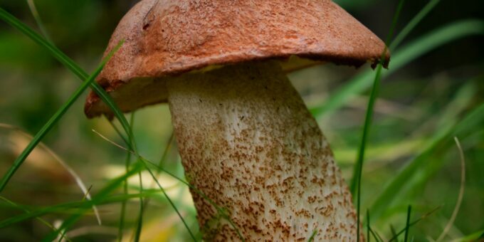 A Grim Reality: Australian Woman Sentenced to Life for Poisoning Relatives with Mushrooms