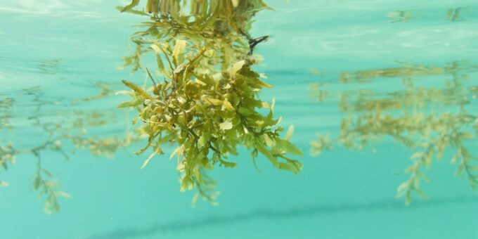 Warming Seas Threaten Key Phytoplankton Species that Fuels the Food Web, Study Finds