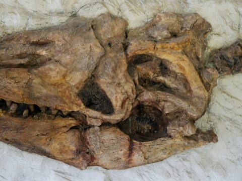Unearthing the Past: New Species of Fossil Coelacanths Identified by Paleontologists
