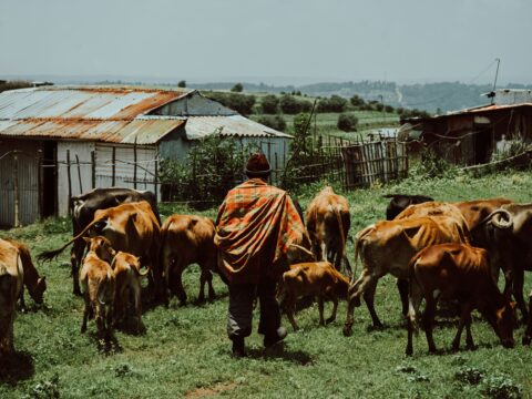 The Future of Cattle Herding: Can Robots Replace Wyoming Wranglers?